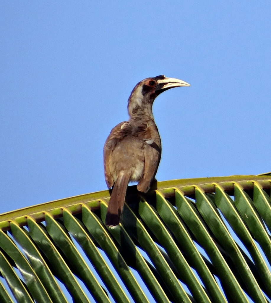 BROWN-HEADED BARBET